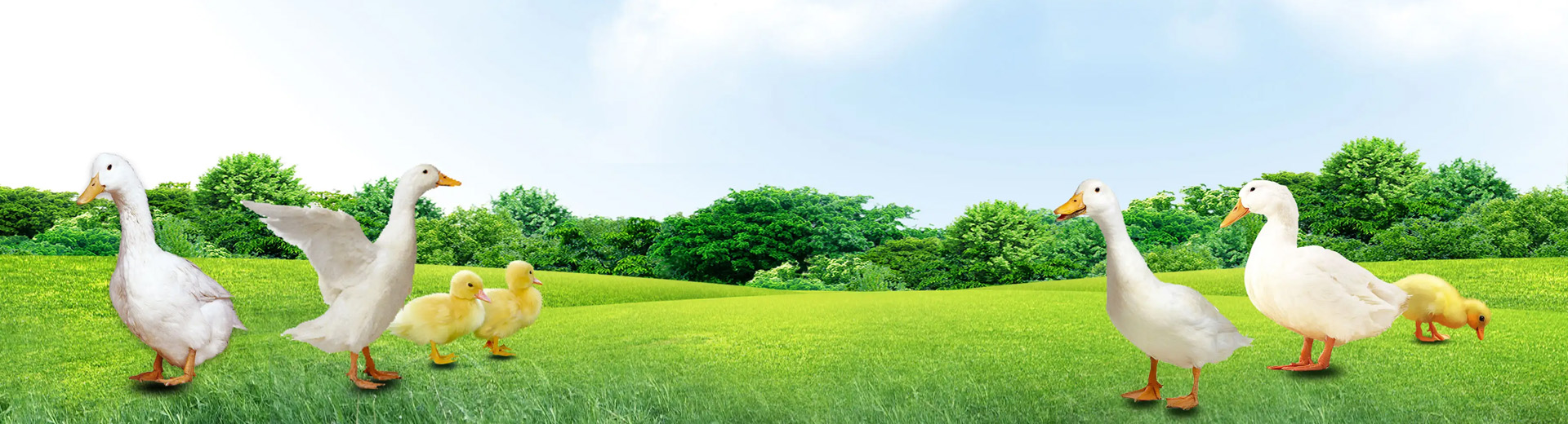 联系美狮贵宾会-美狮贵宾会