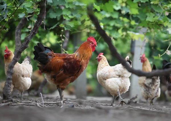 关于美狮贵宾会