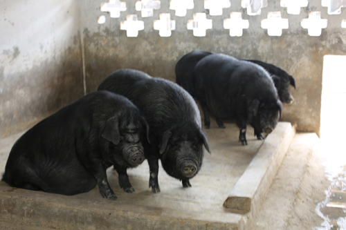 美狮贵宾会·(中国)官方网站