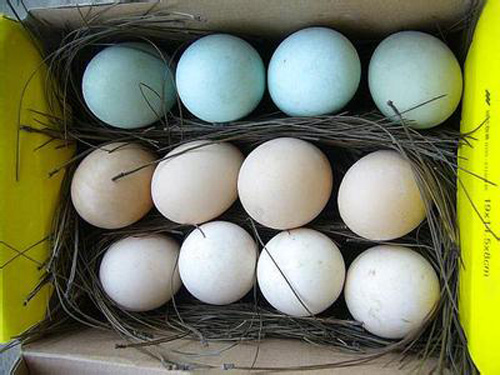 美狮贵宾会·(中国)官方网站