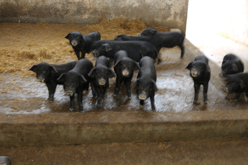 美狮贵宾会·(中国)官方网站