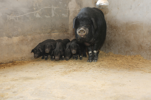 美狮贵宾会·(中国)官方网站