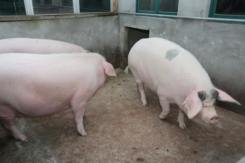 美狮贵宾会·(中国)官方网站