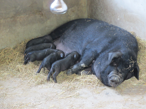 美狮贵宾会·(中国)官方网站
