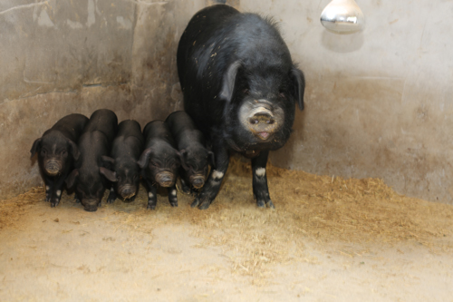 美狮贵宾会·(中国)官方网站