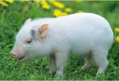 康健生态养殖：标本兼治的绿色革命