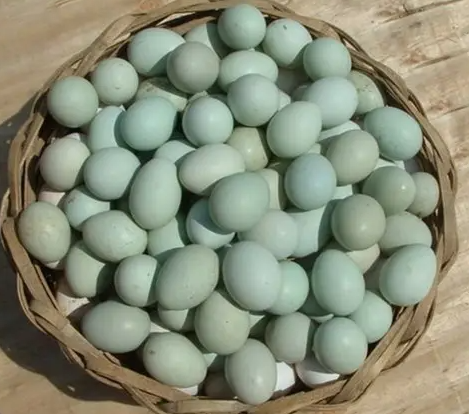 绿壳蛋鸡的价值