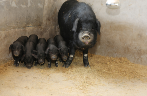 啥情形？猪价未涨股价先行 养殖业的春天要来了？