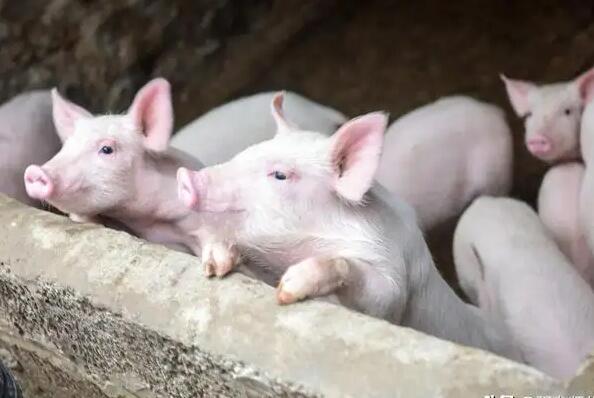 养殖遇逆境？六种模式帮您找出路！