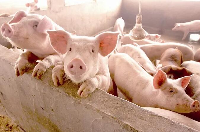 猪肉供应仍然充裕，业内专家：新一轮的猪周期可能要比及2023年上半年！