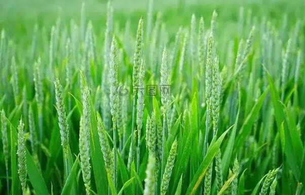 政策性库存陈稻定向销售，饲料质料价钱或将趋稳？