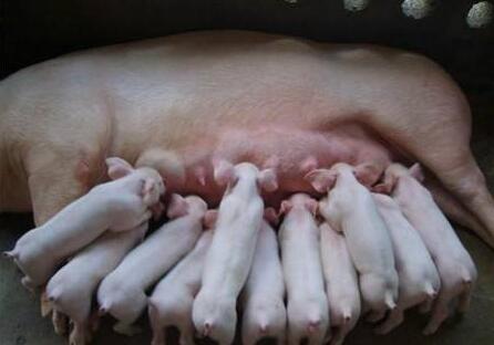 养猪巧用生鸡蛋，解决猪场大问题