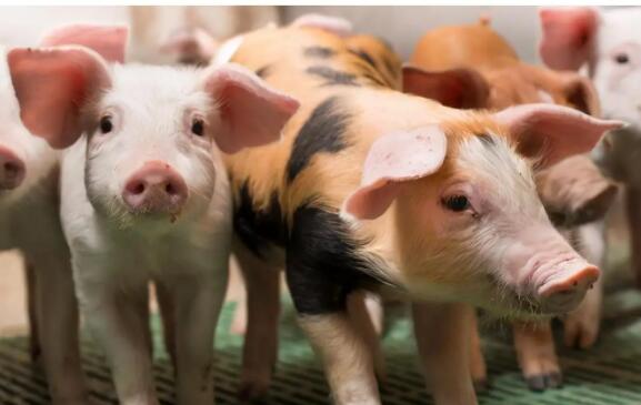猪肉市场价钱低迷，谁动了生猪养殖行业的“奶酪”？