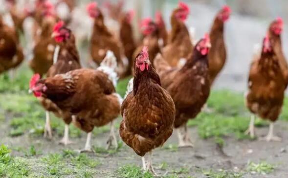 养鸡防生病的6个步伐